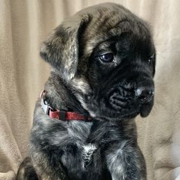 Mastiff Puppies from Eagle Pond Mastiffs