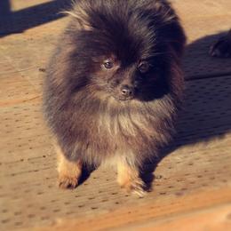 French Bulldog and Pomeranian Puppies from Purrs N Poms