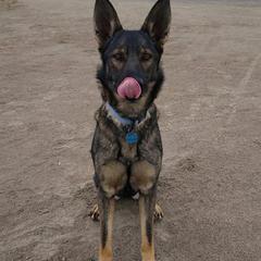 German Shepherds from Haven Haus Kennels