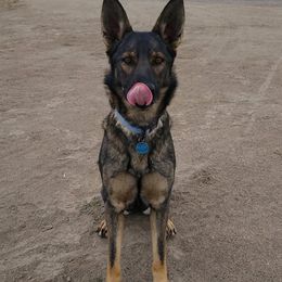 German Shepherds from Haven Haus Kennels