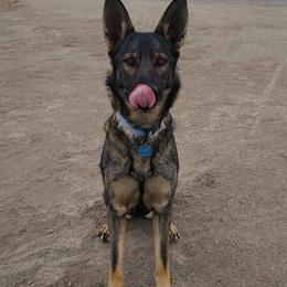 German Shepherds from Haven Haus Kennels