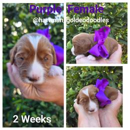 Purple - Red  female Goldendoodle puppy in Upland, California from Hartman Goldendoodles