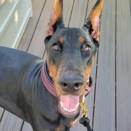 Mercy - Black and rust female Doberman Pinscher puppy in Byron Center, Michigan from Steel Haus Dobermans