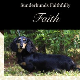 Faith - Dachshund