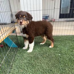 Red boy - Red tri-color male Australian Shepherd puppy in Wittmann, Arizona from Wranglin Farms