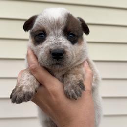 Sunny - Red mottled male Australian Cattle Dog puppy in Oberlin, Kansas from Hangin R Kennels