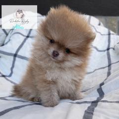 Atlas - Chocolate sable male Pomeranian puppy in Morgan, Utah from Rockstar Rigby Pomeranians