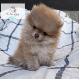 Atlas - Chocolate sable male Pomeranian puppy in Morgan, Utah from Rockstar Rigby Pomeranians