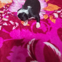 Heartley - Black & white female Miniature Australian Shepherd puppy in Dalhart, Texas from RNL Family Raised Pups