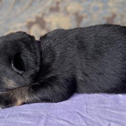 Purple collar girl - Black and red female German Shepherd puppy in Coleta, Illinois from Four Leaf Farm- Vom Vierblättriges Bauernhof