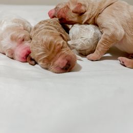 Goldendoodle Puppies from Northern California Doodles & Poodles