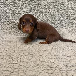 Mocha - Chocolate and tan female Dachshund puppy in Pollok, Texas from Magnolia Kennels