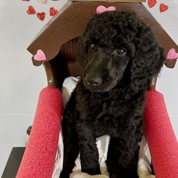 Boy 1 - Black Poodle puppy in Florida from Gwen's Poodles
