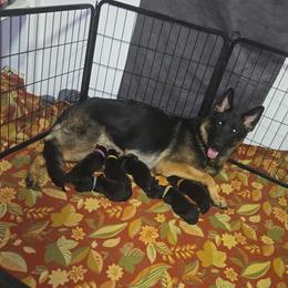 German Shepherd Puppies from Hughes shepherds