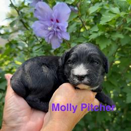 Molly (Pitcher) - Black female Goldendoodle puppy in Newark, Ohio from Valleydayle Doodles and Wheatens