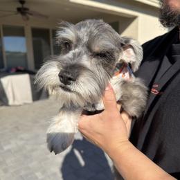 Maya - Salt and pepper female Miniature Schnauzer puppy in Waddell, Arizona from The Bearded Companions
