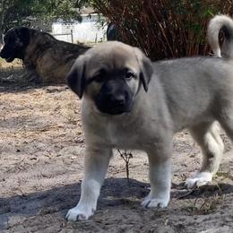 Anatolian Shepherd Dog Puppies from Sherry Brook Farm