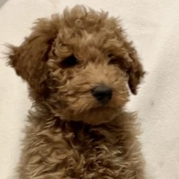 Girl 1 - Goldendoodle puppy from Doodle All Day