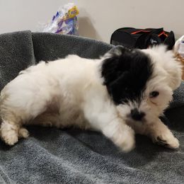 Left Eye - Black and white female Havanese puppy in Fort Bend County, Texas from Marcia Hamlet