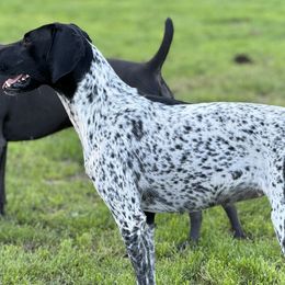German Shorthaired Pointers and Weimaraners from Whispering Weimaraners & Muddy River GSPs