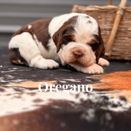 Oregano - Tri-Roan female English Springer Spaniel puppy in Uvalda, Georgia from Willow Creek Farms
