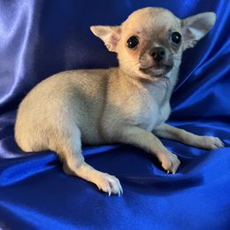 Carmen - Fawn female Chihuahua puppy in Framingham, Massachusetts from Boston Chi Chis
