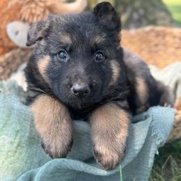 Lorcan - Bi-color male German Shepherd puppy in Dover, Delaware from Fornax