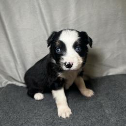 Ember - Black tri female Miniature Australian Shepherd puppy in Mill Spring, North Carolina from Adair Acres Aussies