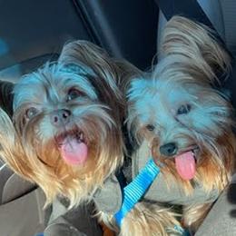 Yorkshire Terrier All Grown Up from Broadway's Little Blessings