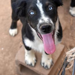 Onyx - Black tri-color male Australian Shepherd puppy in San Tan Valley, Arizona from Mott Ranch - Blazin' Sun Aussies