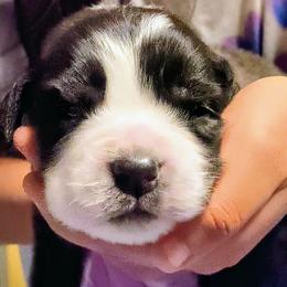 Girl 1 - Brown and white female Saint Bernard puppy in Clover, South Carolina from Sweetest Saints