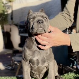 Cane Corso and French Bulldog Puppies from LV3M Cane Corso