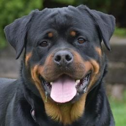 WESELKA - Rottweiler