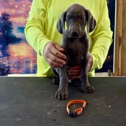 Dusty - Blue male Weimaraner puppy in Aitkin, Minnesota from Whispering’s GunDogs