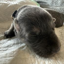 Girl 2 silver collar - Blue female German Shepherd puppy in Newsoms, Virginia from A Tier Above Shepherds
