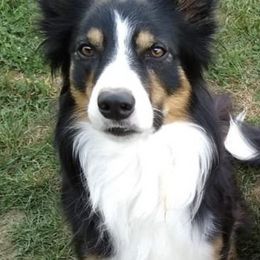 Border Collies from Applegarth Border Collies