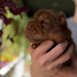 Teddy Bear Chai - Chocolate dilute male Chinese Shar-Pei puppy in Auburn, Kansas from Justin's Chinese Shar-Pei