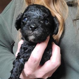 Theodore - Black and white male Cavapoo puppy in West Bountiful, Utah from Kings Peak kennel