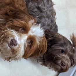 Havanese from Sweet Confections Havanese
