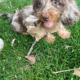 Dachshund Puppies from State Line Dachshunds