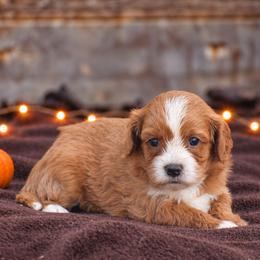 Rylynn - Red female Cavapoo puppy in Narvon, Pennsylvania from Stoltzfus Family Puppies (license number 18844)