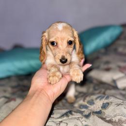 Bo peep - Piebald female Dachshund puppy in Ceres, California from Rockin' M’s LilBitty Dachshunds (LBD)