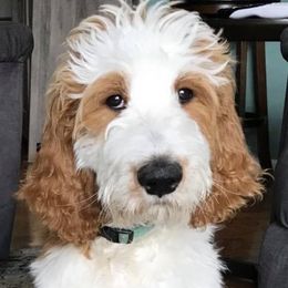 Goldendoodles from Platte Doodles