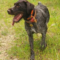 German Wirehaired Pointers from Black Creek GWP