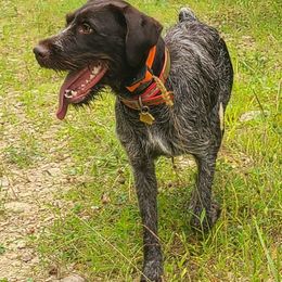 German Wirehaired Pointers from Black Creek GWP