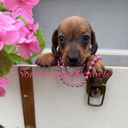Allie - Red female Dachshund puppy in Leoma, Tennessee from Southbound Kennel