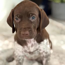 Hustler - Liver and white male German Shorthaired Pointer puppy in Conroe, Texas from The Tipsy Rabbit