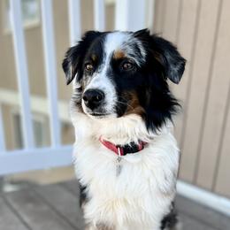 Rev - Miniature Australian Shepherd
