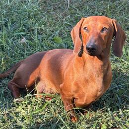 Token - Dachshund