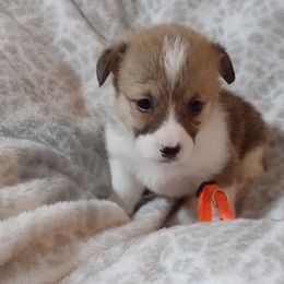 American Corgi and Pembroke Welsh Corgi Puppies from J&T Turnbull Corgis